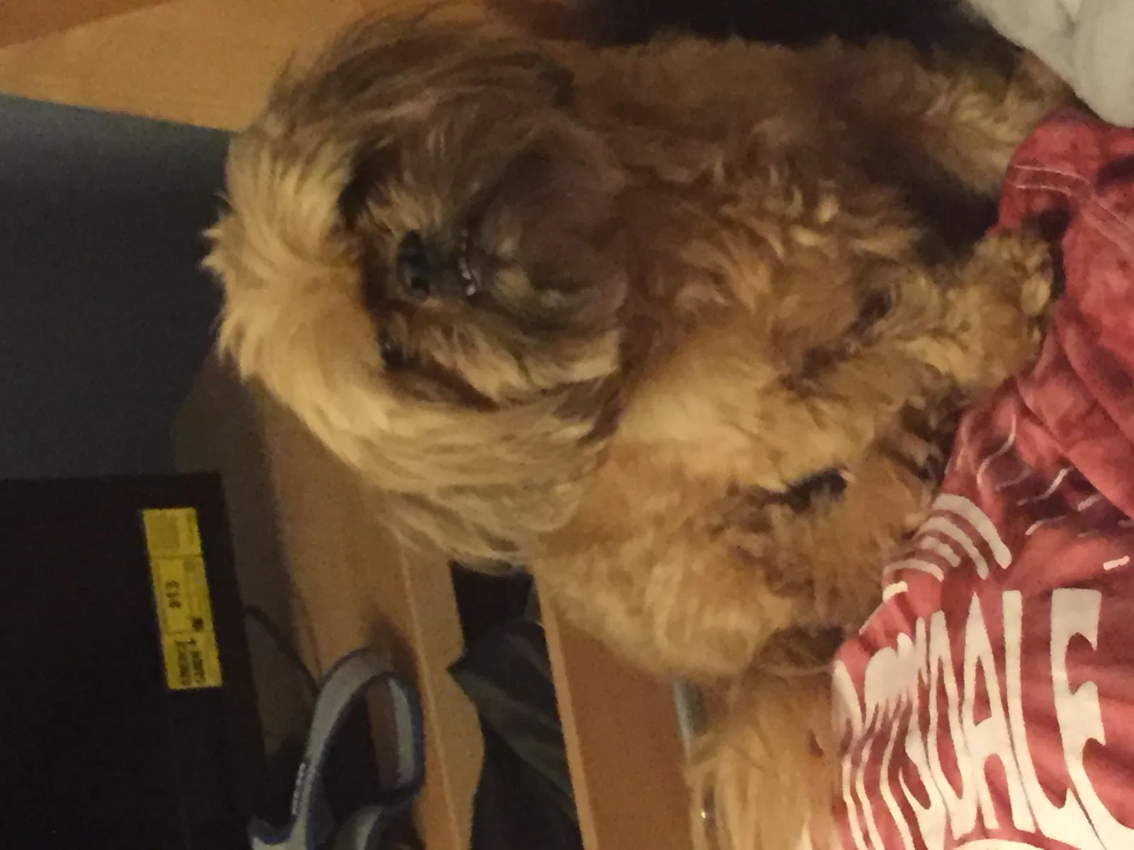 Lost dog in Muncie, IN, 47304
