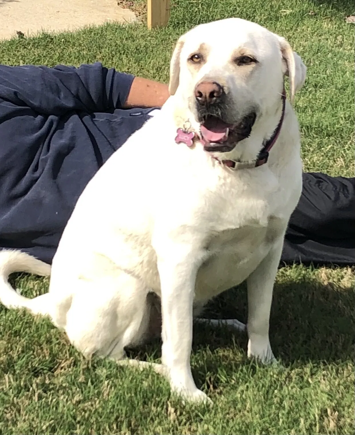 Lost dog in Helena, AL, 35080