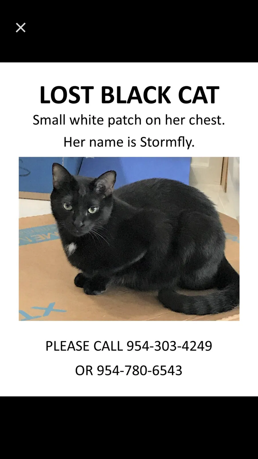 Lost cat in Pompano Beach, FL, 33065