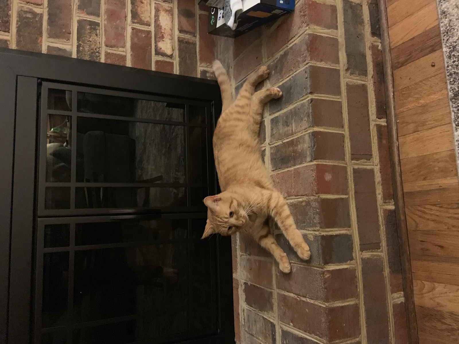 Lost cat in Midlothian, VA, 23114