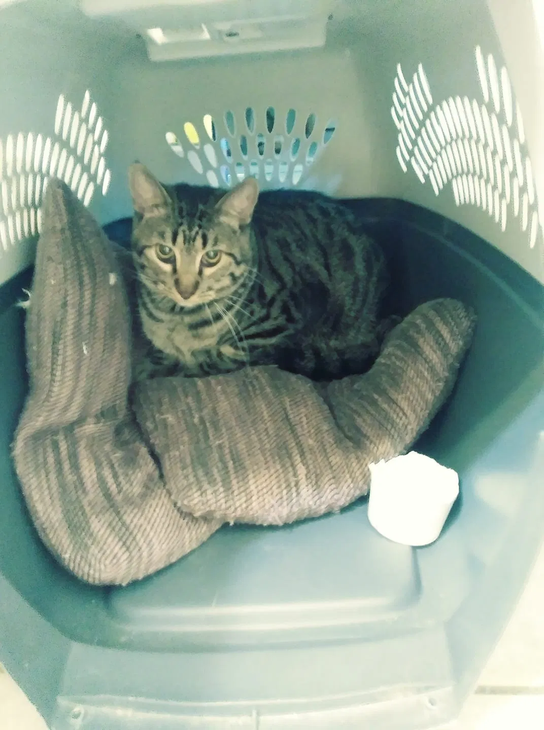 Lost cat in West Sacramento, CA, 95691