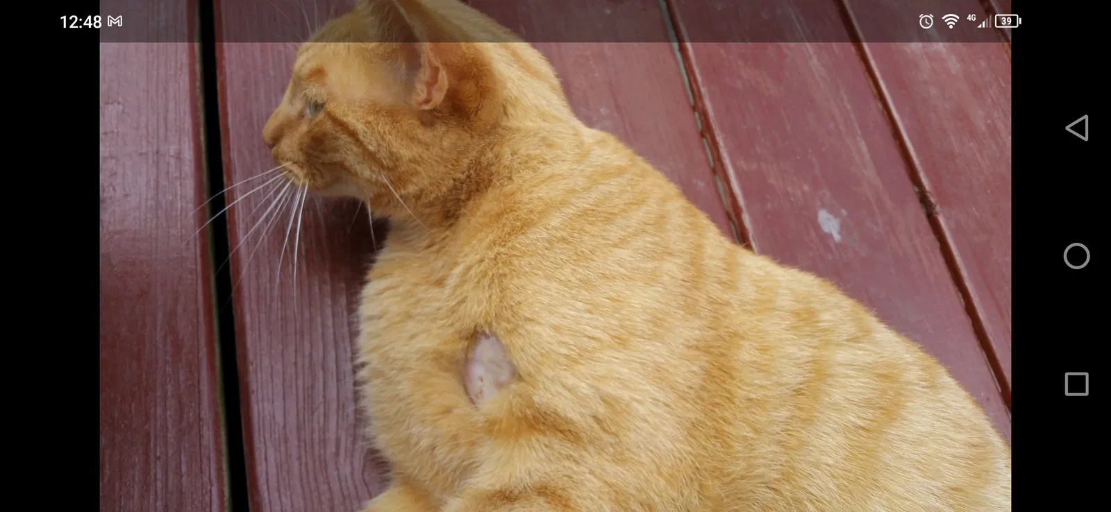 Lost cat in Fremont, OH, 43420