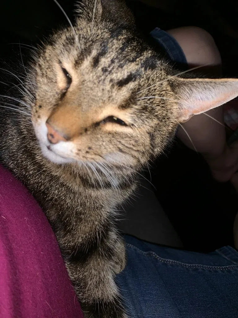 Lost cat in Greensboro, NC, 27455