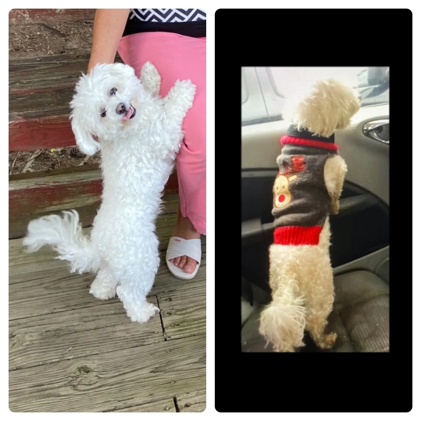 Lost dog in Dalton, GA, 30721