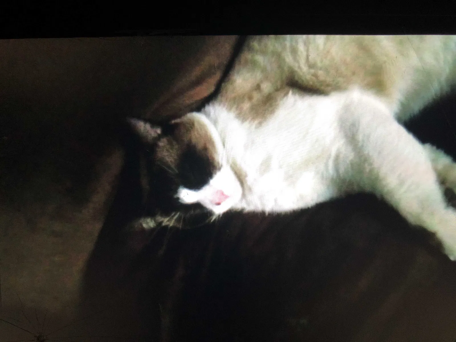 Lost cat in Wichita, KS, 67212