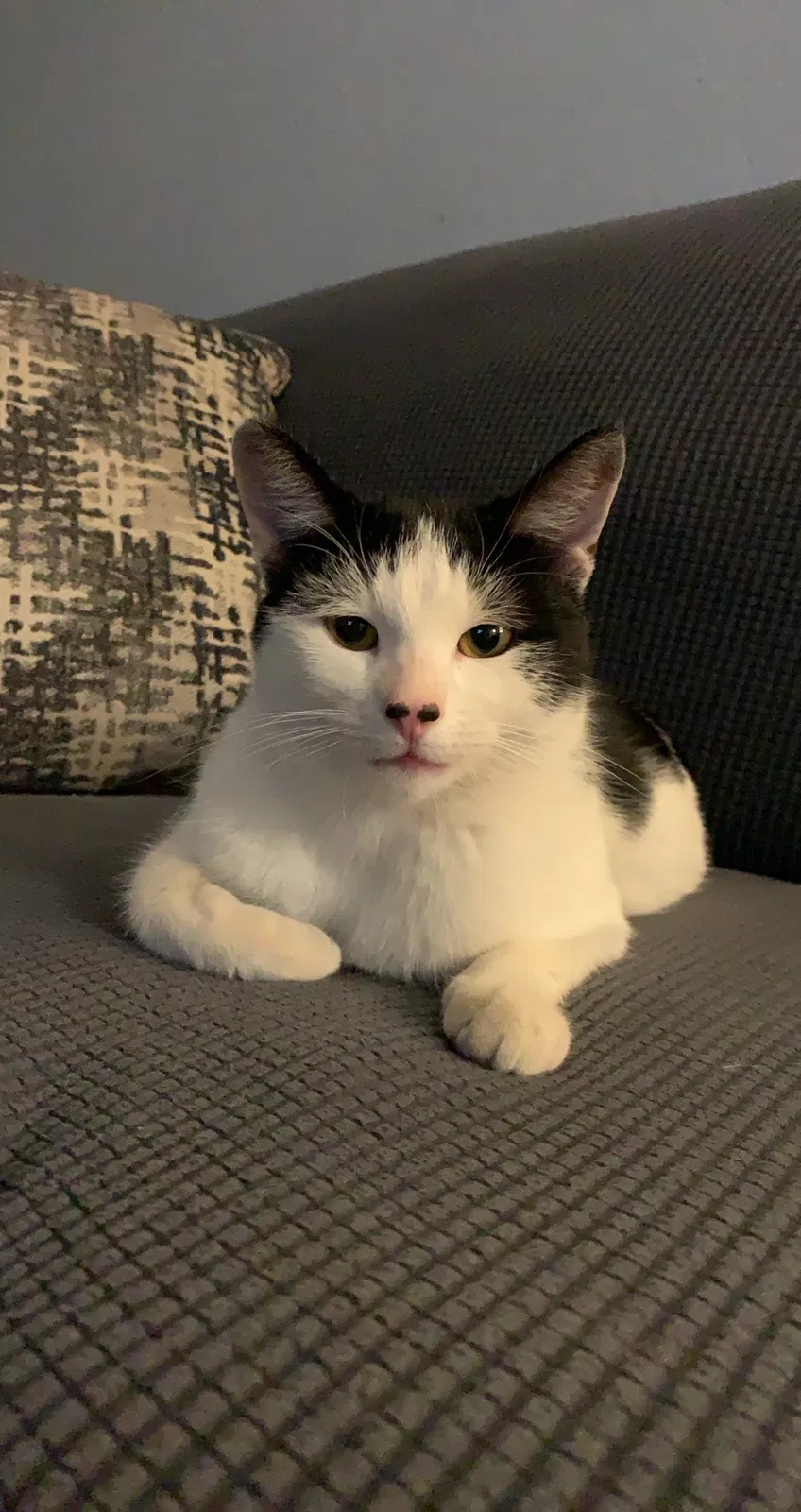 Lost cat in Turlock, CA, 95380