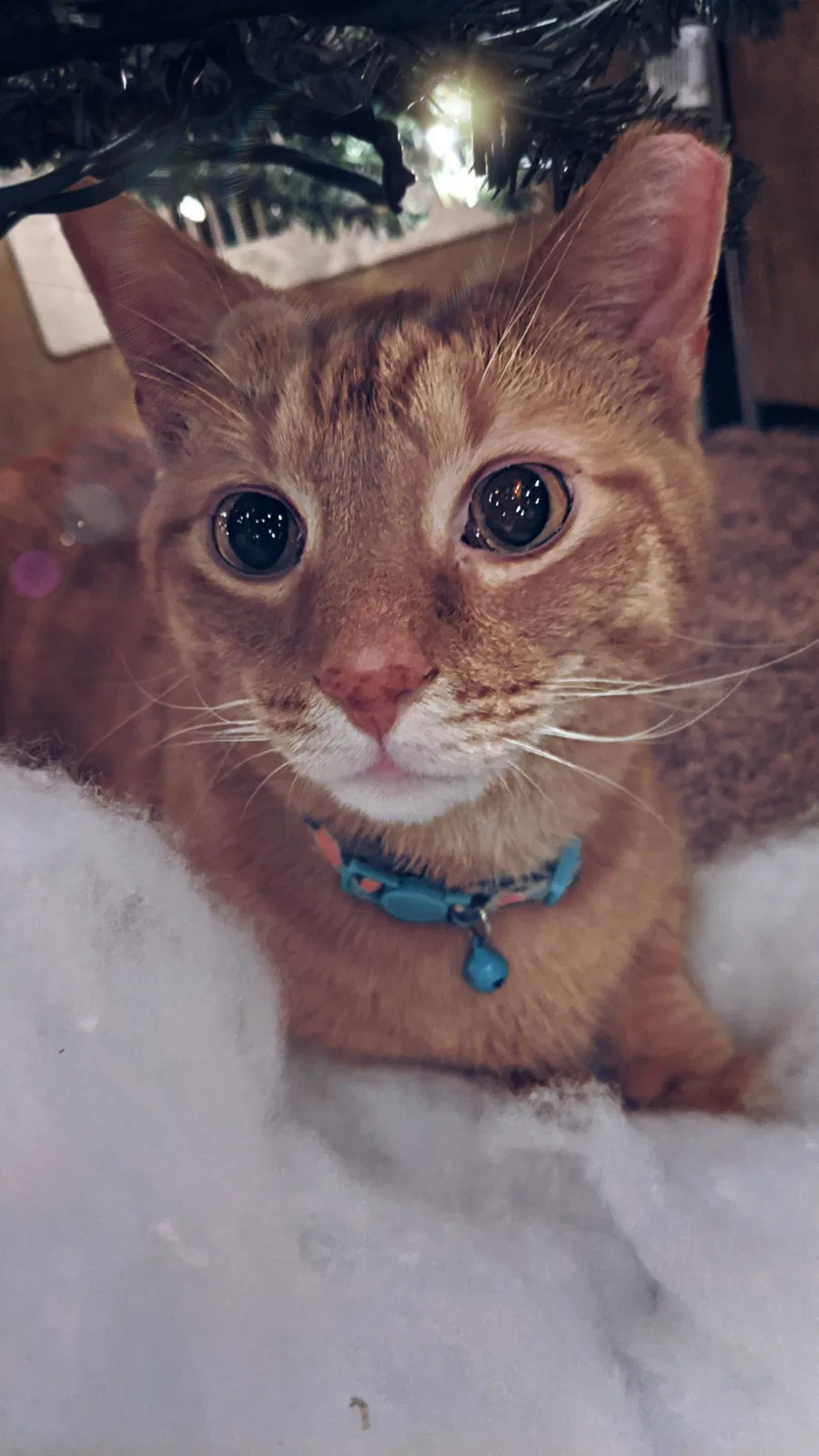 Lost cat in Manchester, PA, 17345