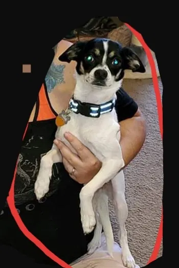 Lost dog in Albuquerque, NM, 87105