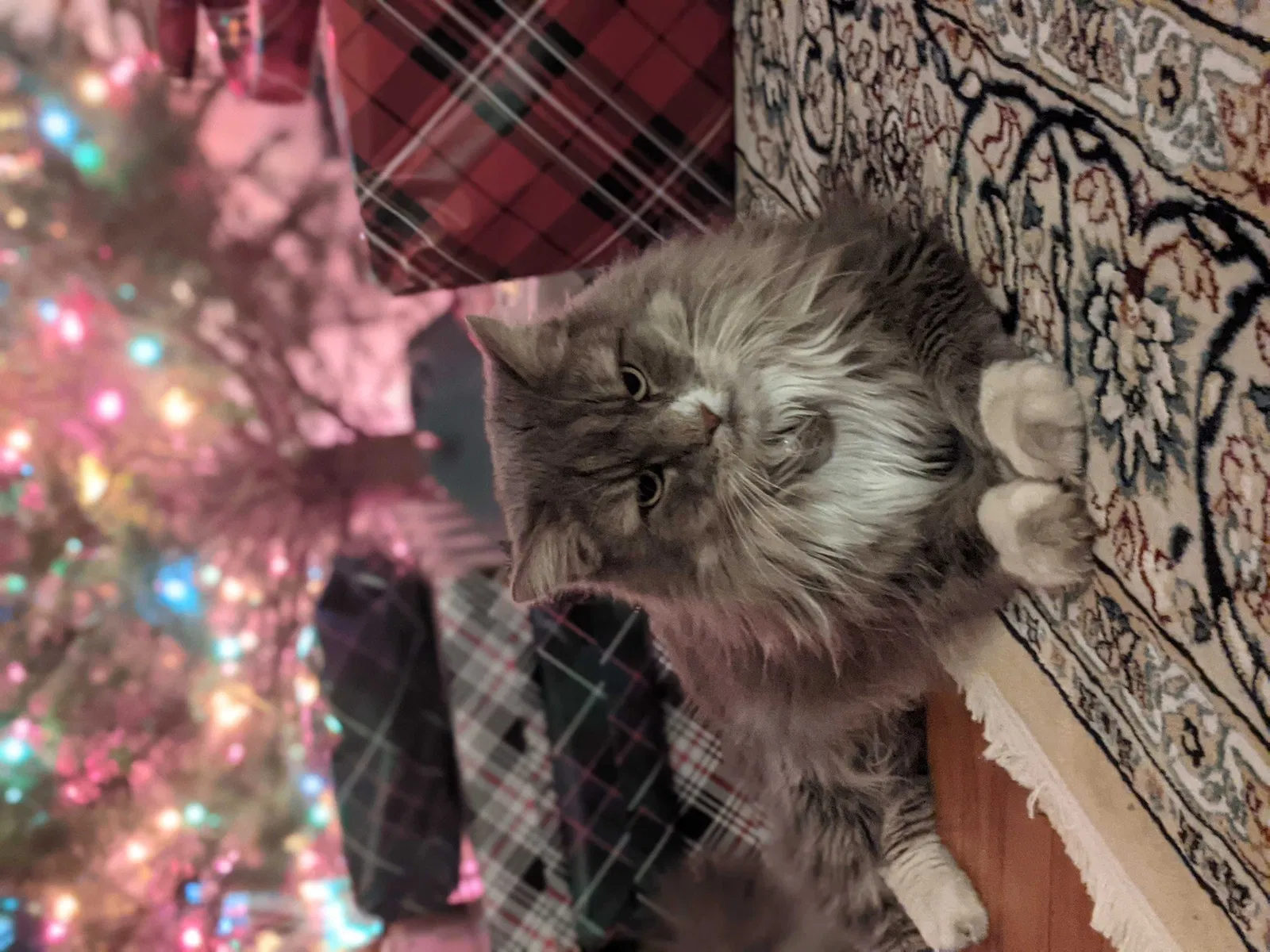 Lost cat in Bergenfield, NJ, 7621