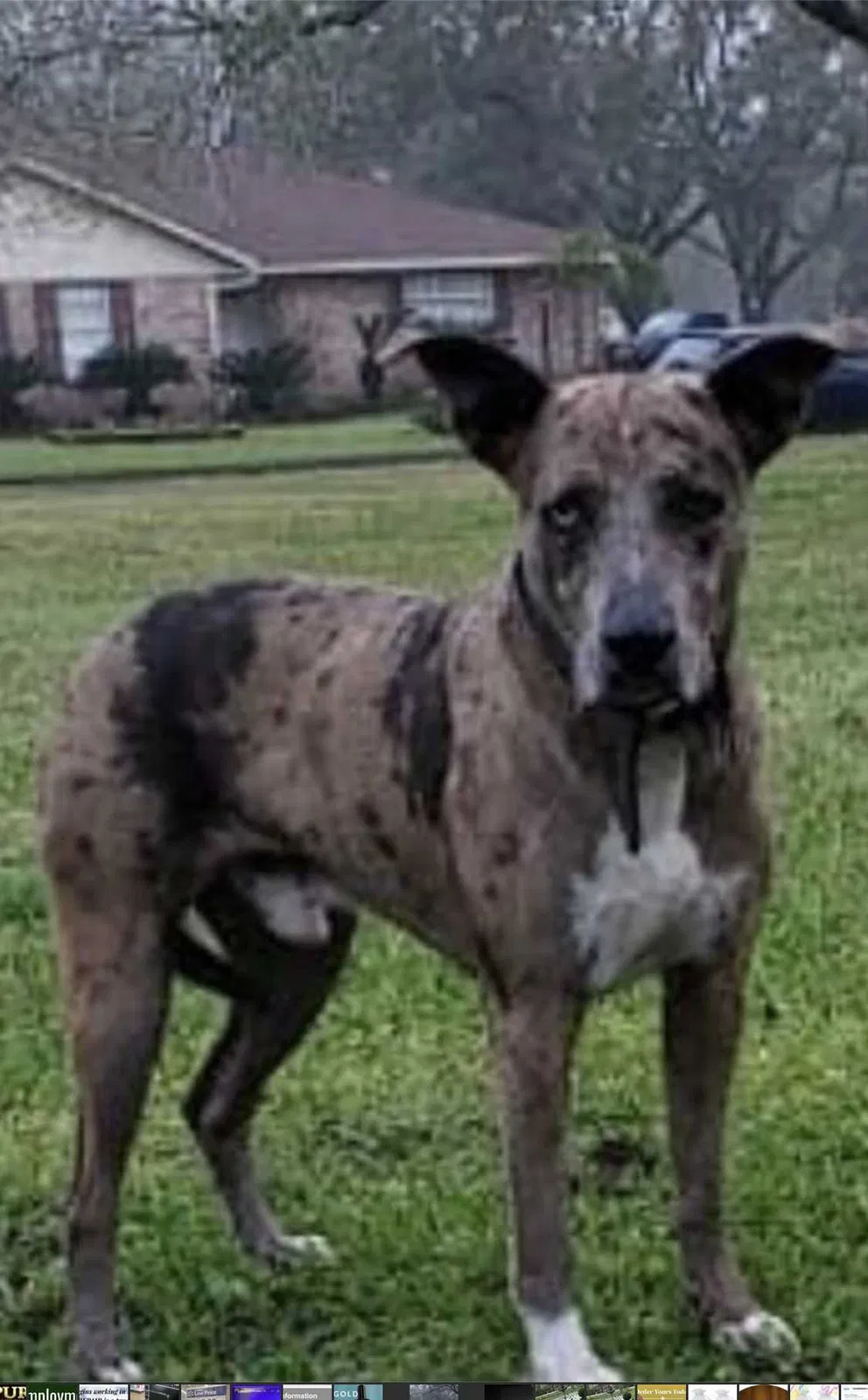 Lost dog in Cuero, TX, 77954