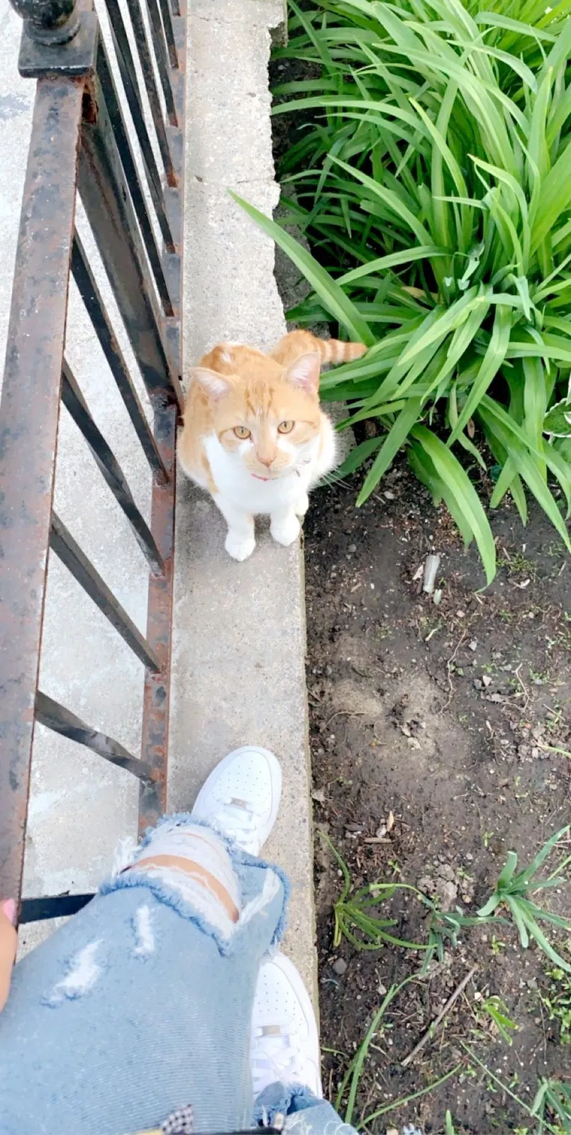 Lost cat in Dearborn Heights, MI, 48127