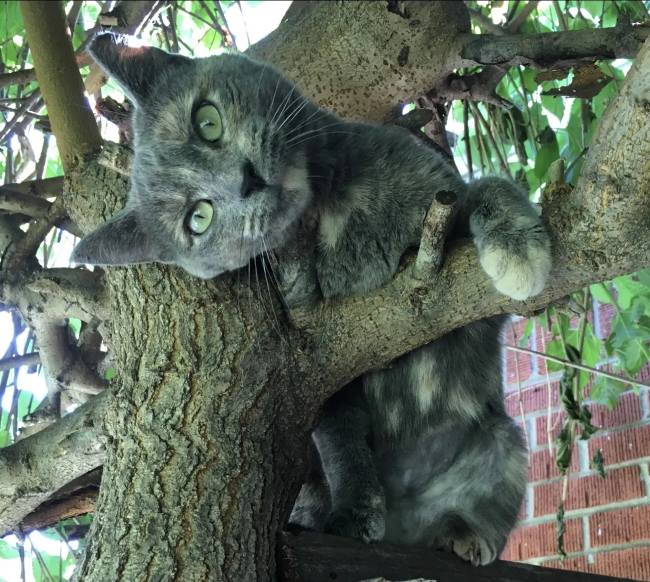Lost cat in Saint Clair Shores, MI, 48081
