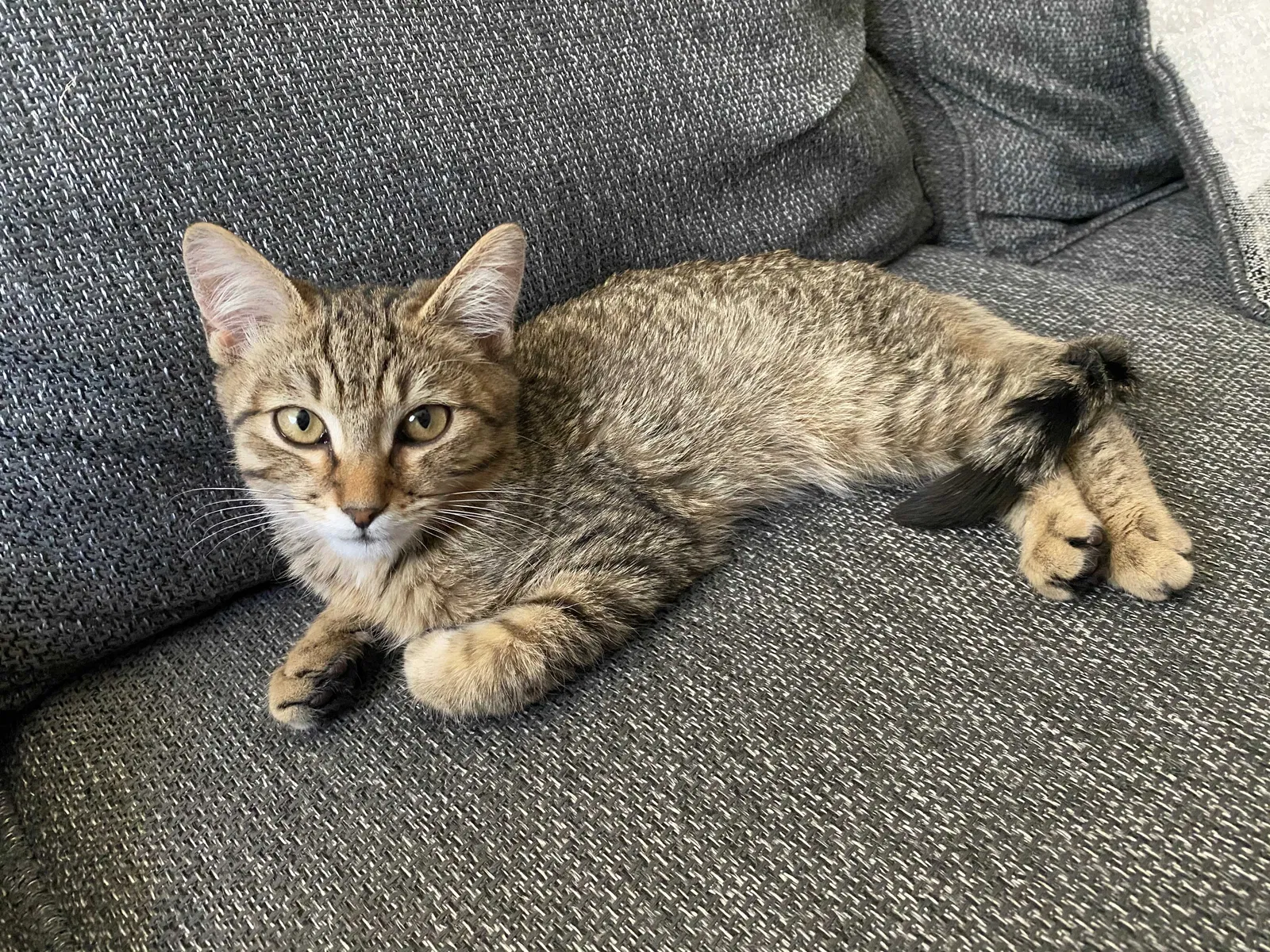 Lost cat in Pensacola, FL, 32506