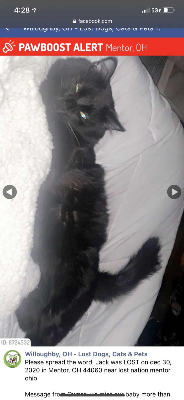 Lost cat in Mentor, OH, 44060