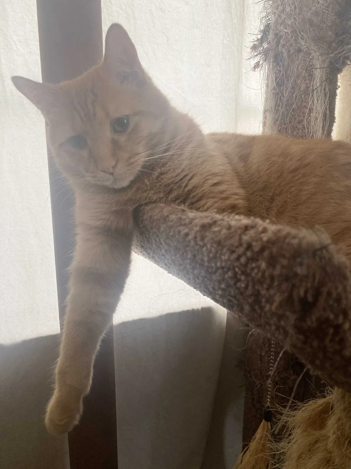 Lost cat in Newport News, VA, 23605
