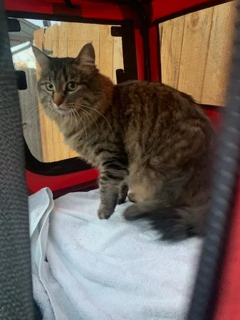 Found cat in Denver, CO, 80233