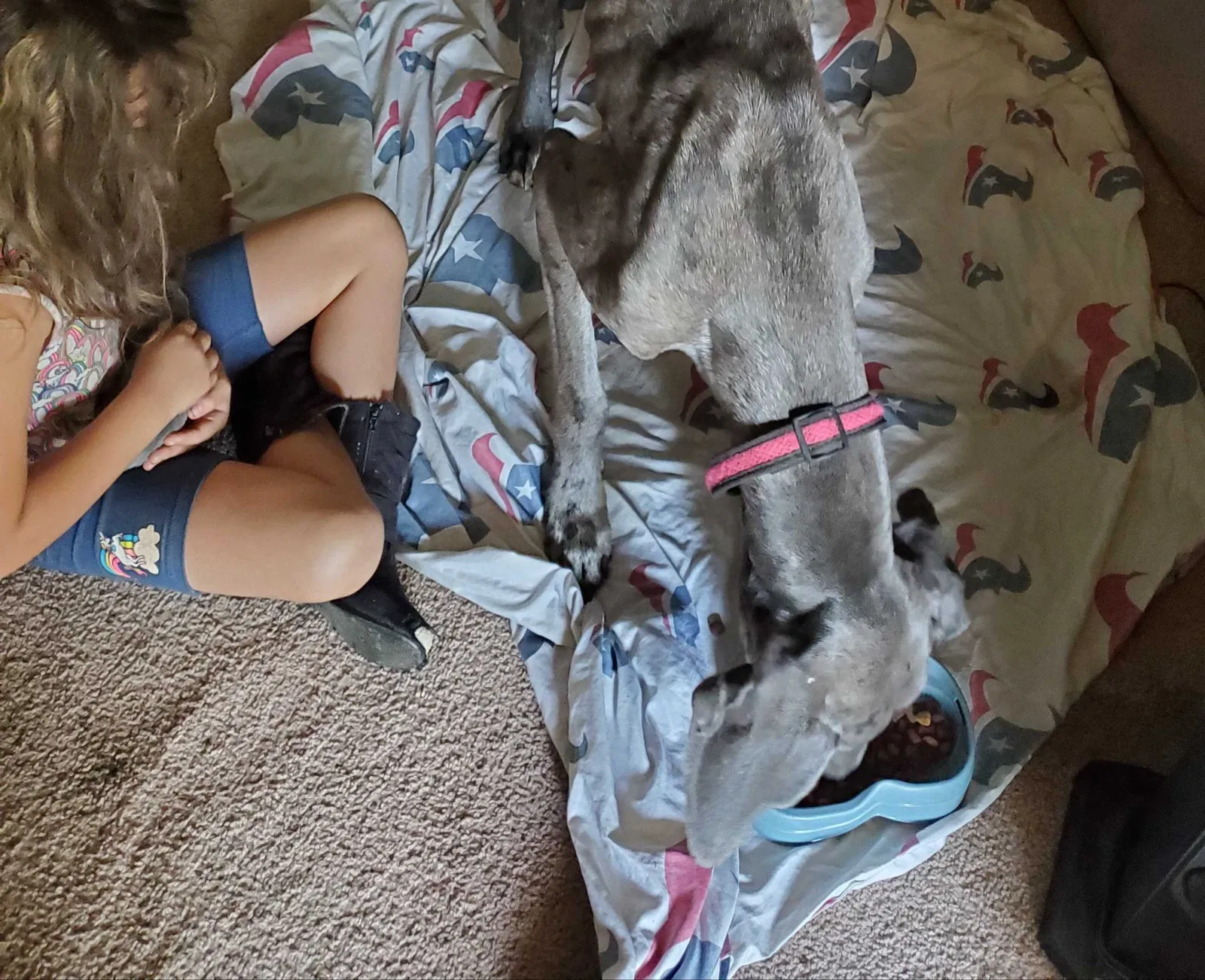 Lost dog in Columbia, MS, 39429
