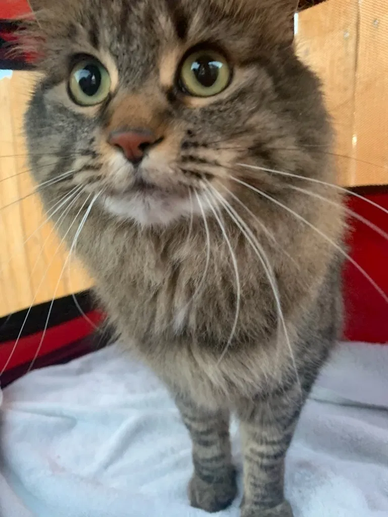 Found cat in Denver, CO, 80233