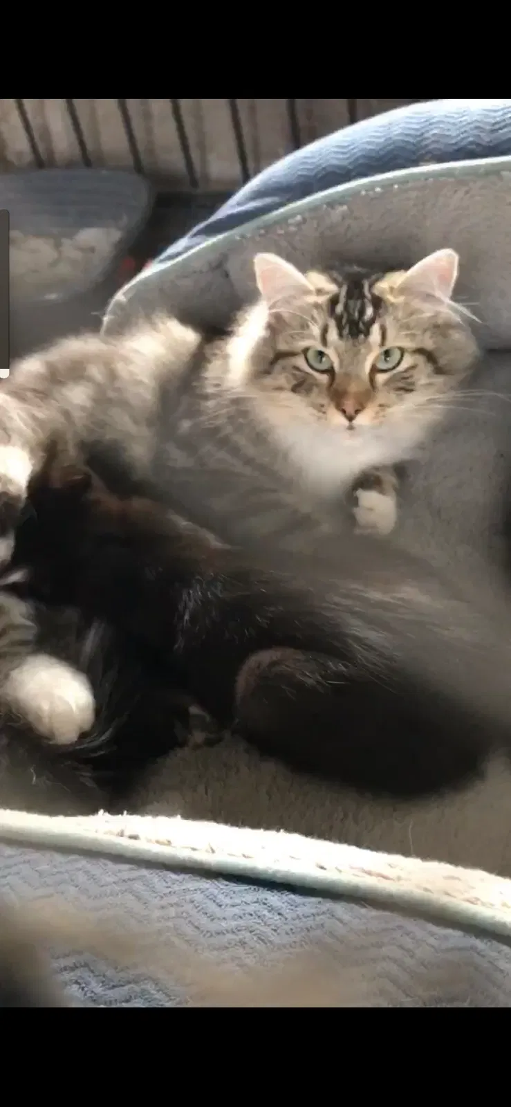 Lost cat in Santa Maria, CA, 93454