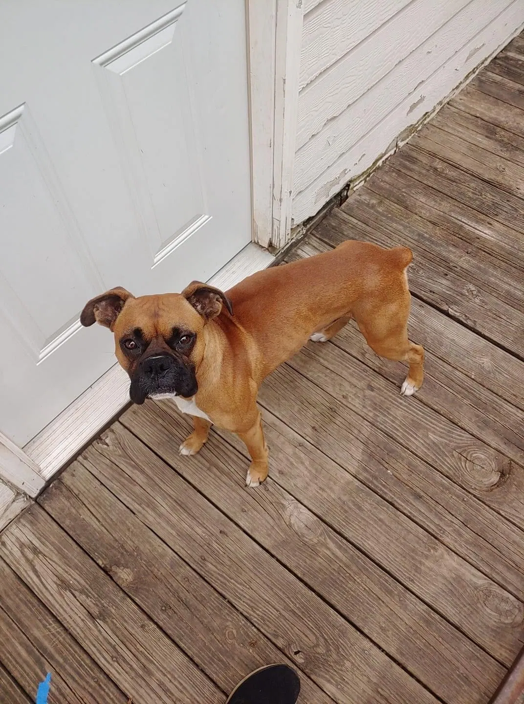 Lost dog in Poplarville, MS, 39470