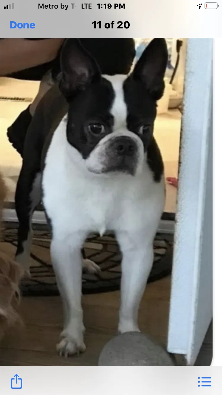 Lost dog in Cocoa Beach, FL, 32931