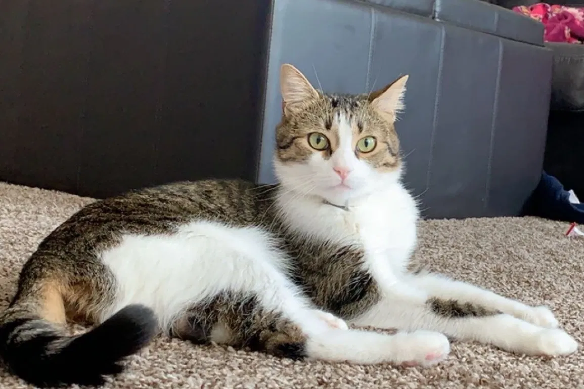 Lost cat in Yukon, OK, 73099