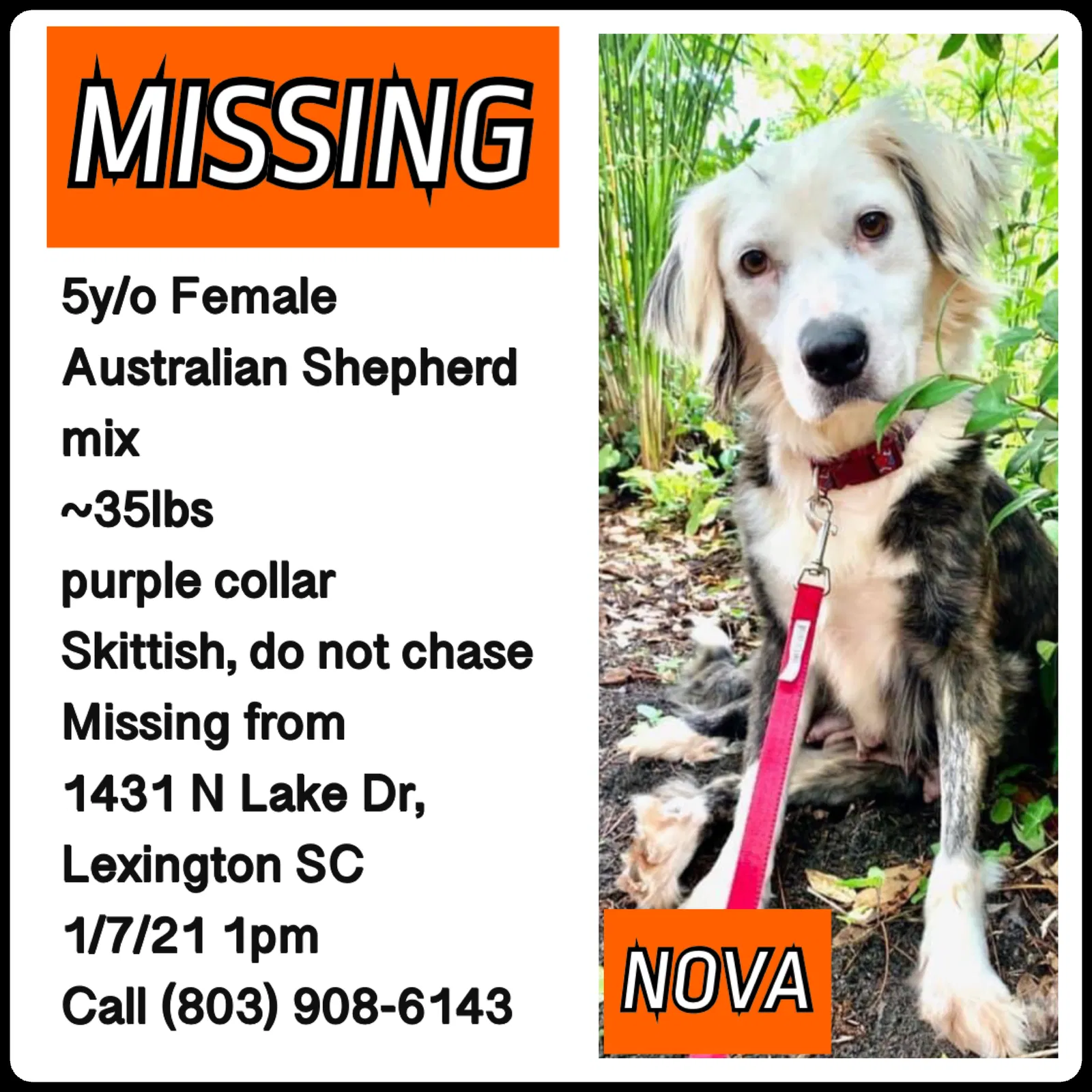 Lost dog in Lexington, SC, 29072