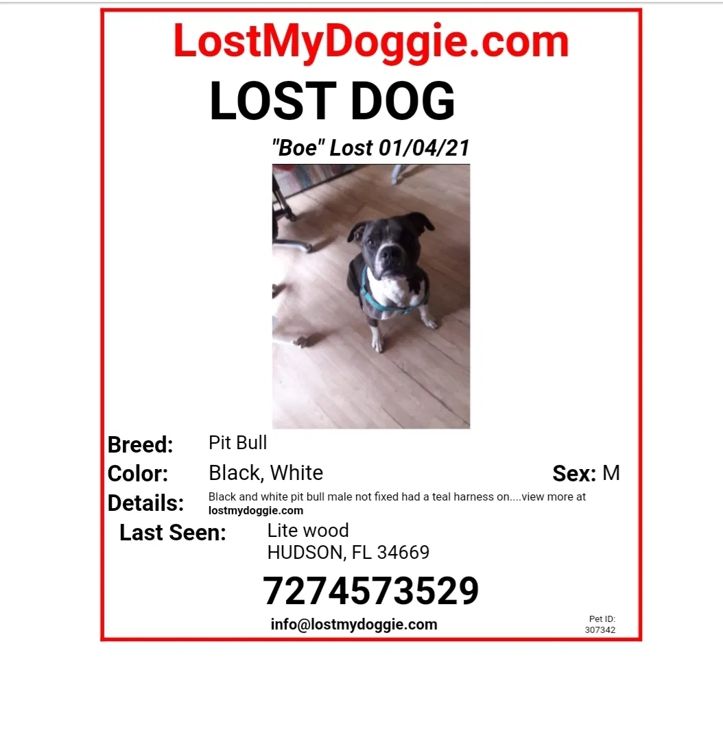 Lost dog in Hudson, FL, 34669