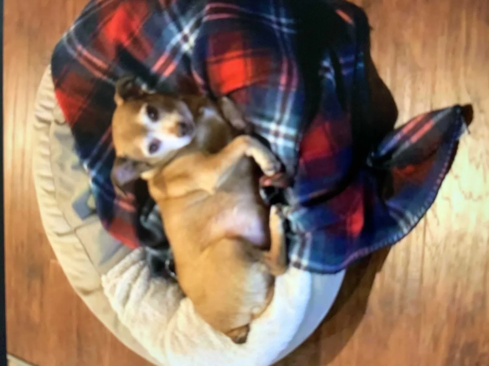 Lost dog in Oak View, CA, 93022