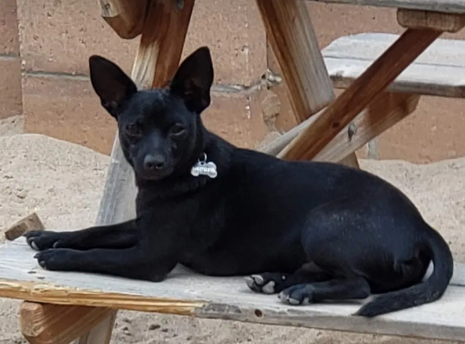 Lost dog in Albuquerque, NM, 87120