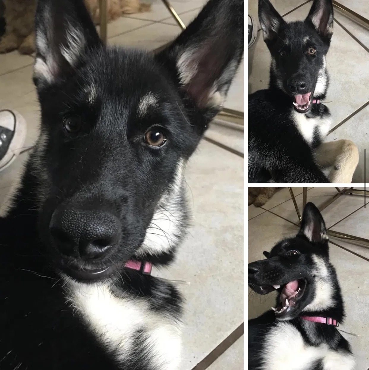 Lost dog in Fort Myers, FL, 33967