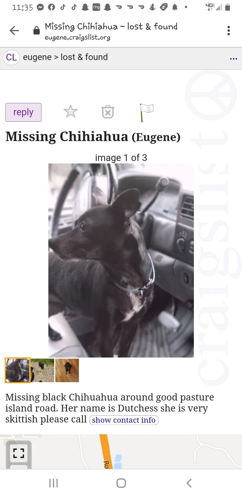 Lost dog in Eugene, OR, 97401