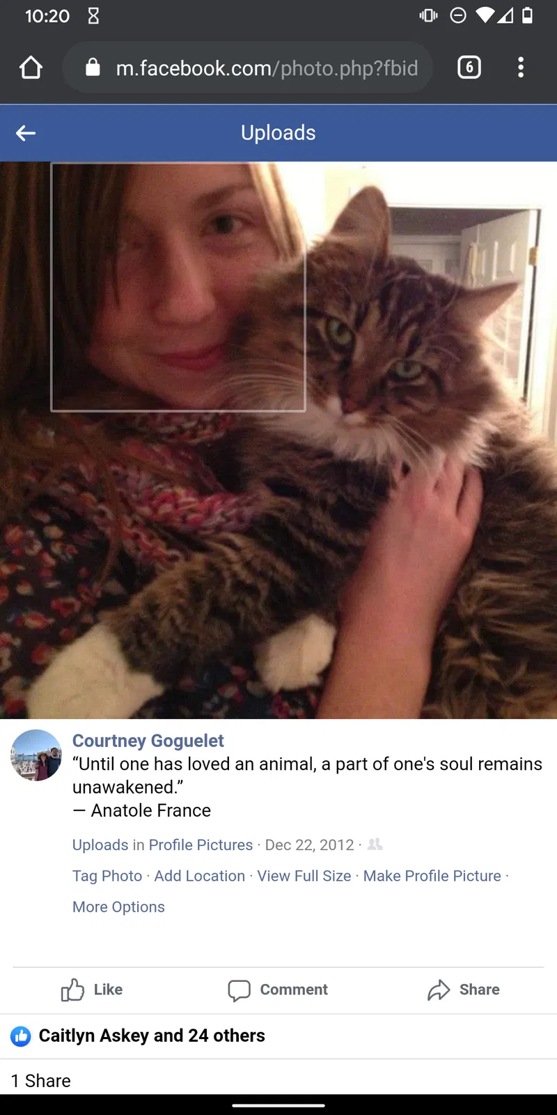 Lost cat in Cary, NC, 27513