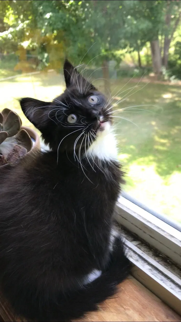 Lost cat in Minneapolis, MN, 55445