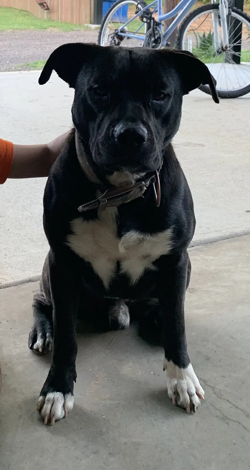 Lost dog in Gladewater, TX, 75647
