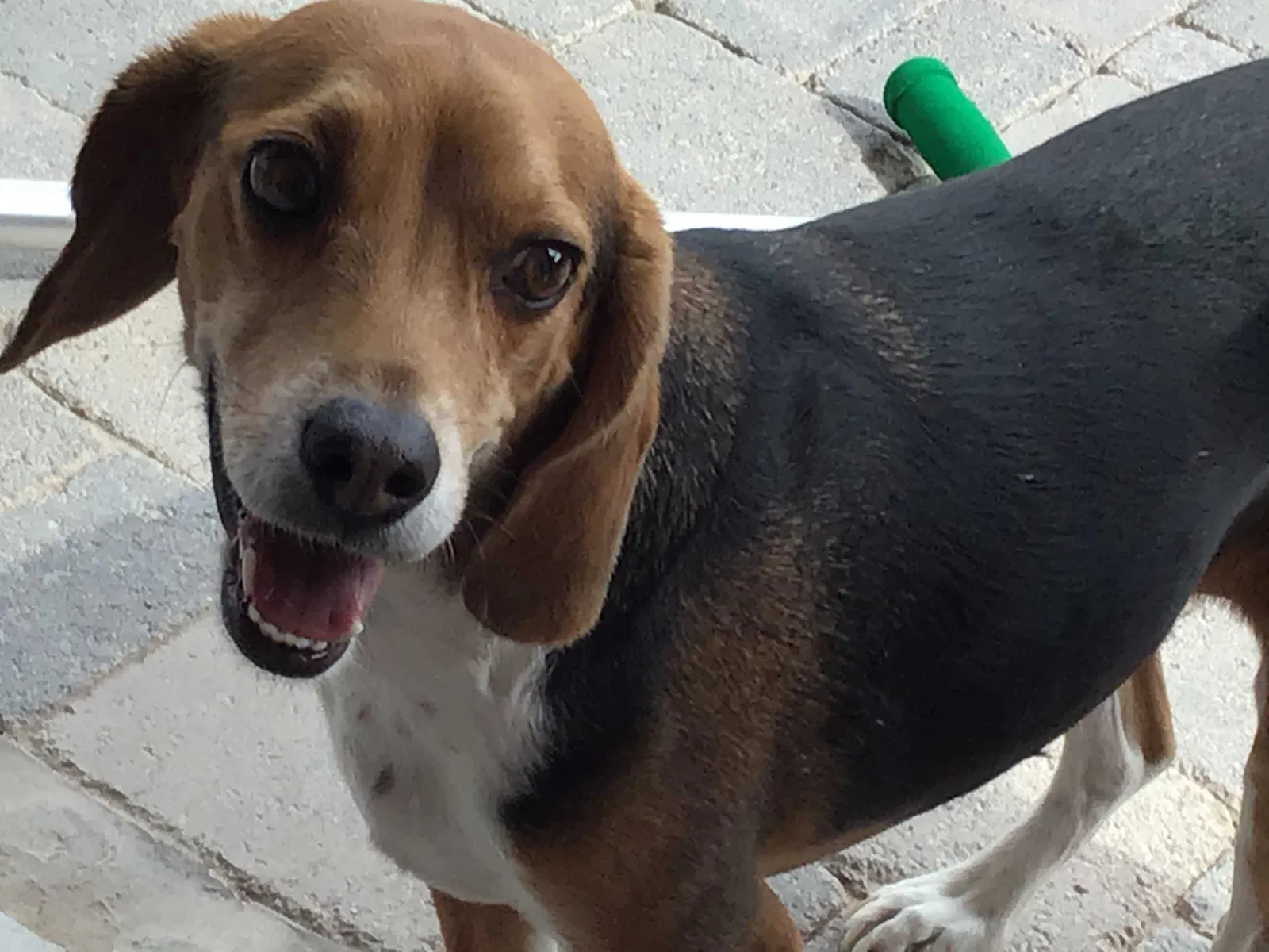 Lost dog in Clint, TX, 79836