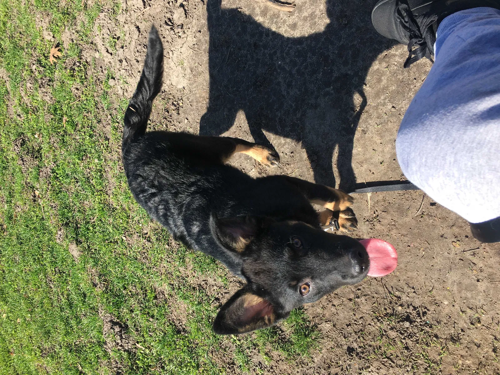 Lost dog in Des Moines, IA, 50313