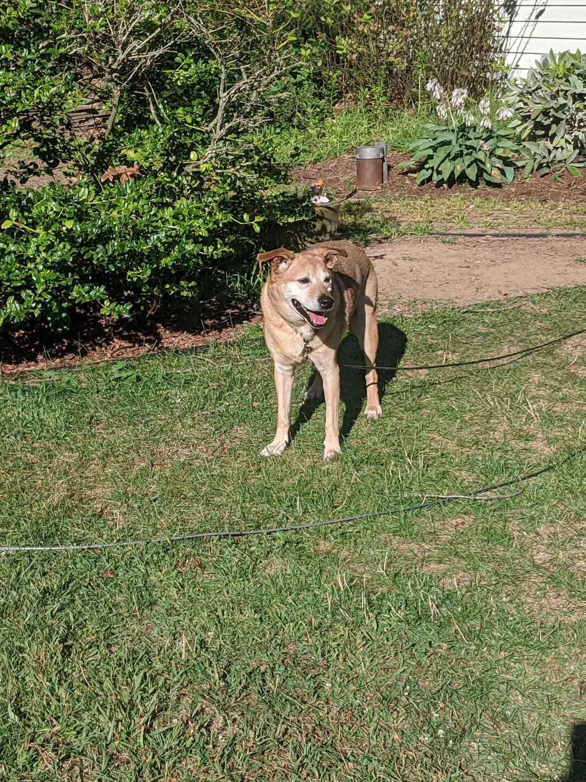 Lost dog in Canton, OH, 44718