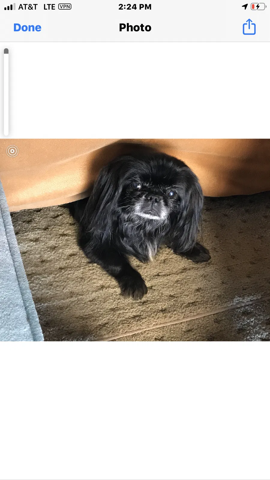 Lost dog in Pearblossom, CA, 93553