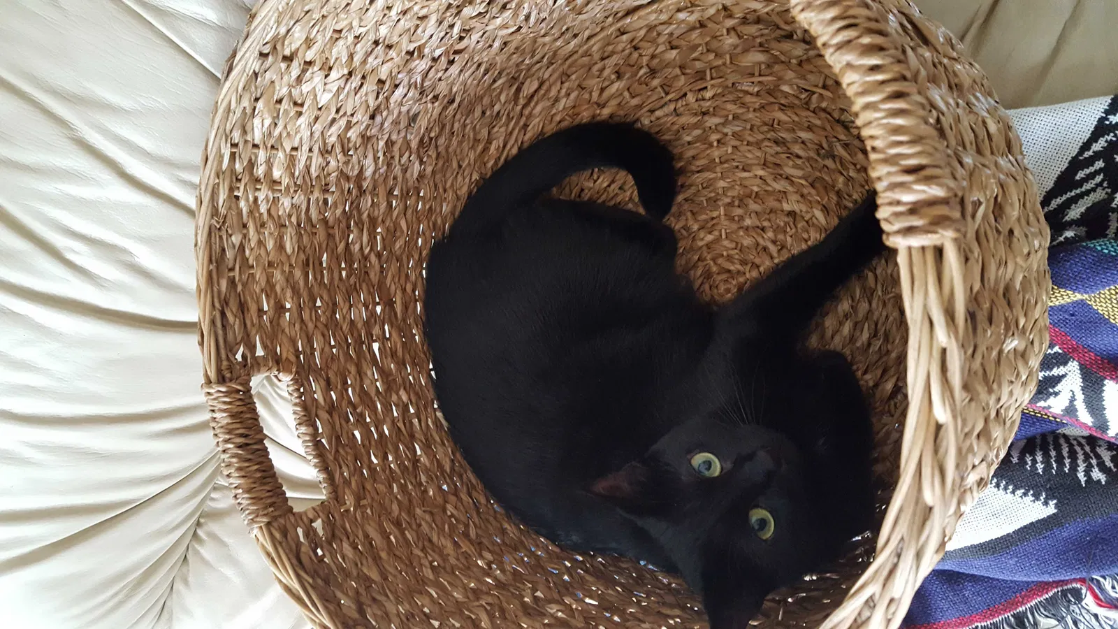 Lost cat in Durham, NC, 27704