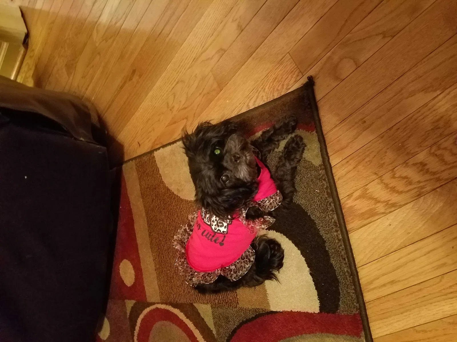 Lost dog in Easley, SC, 29640