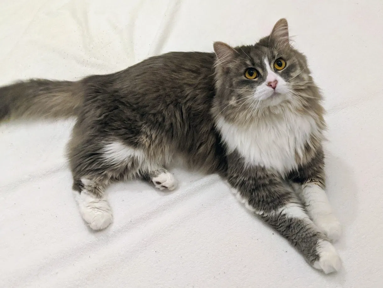 Lost cat in Minneapolis, MN, 55426