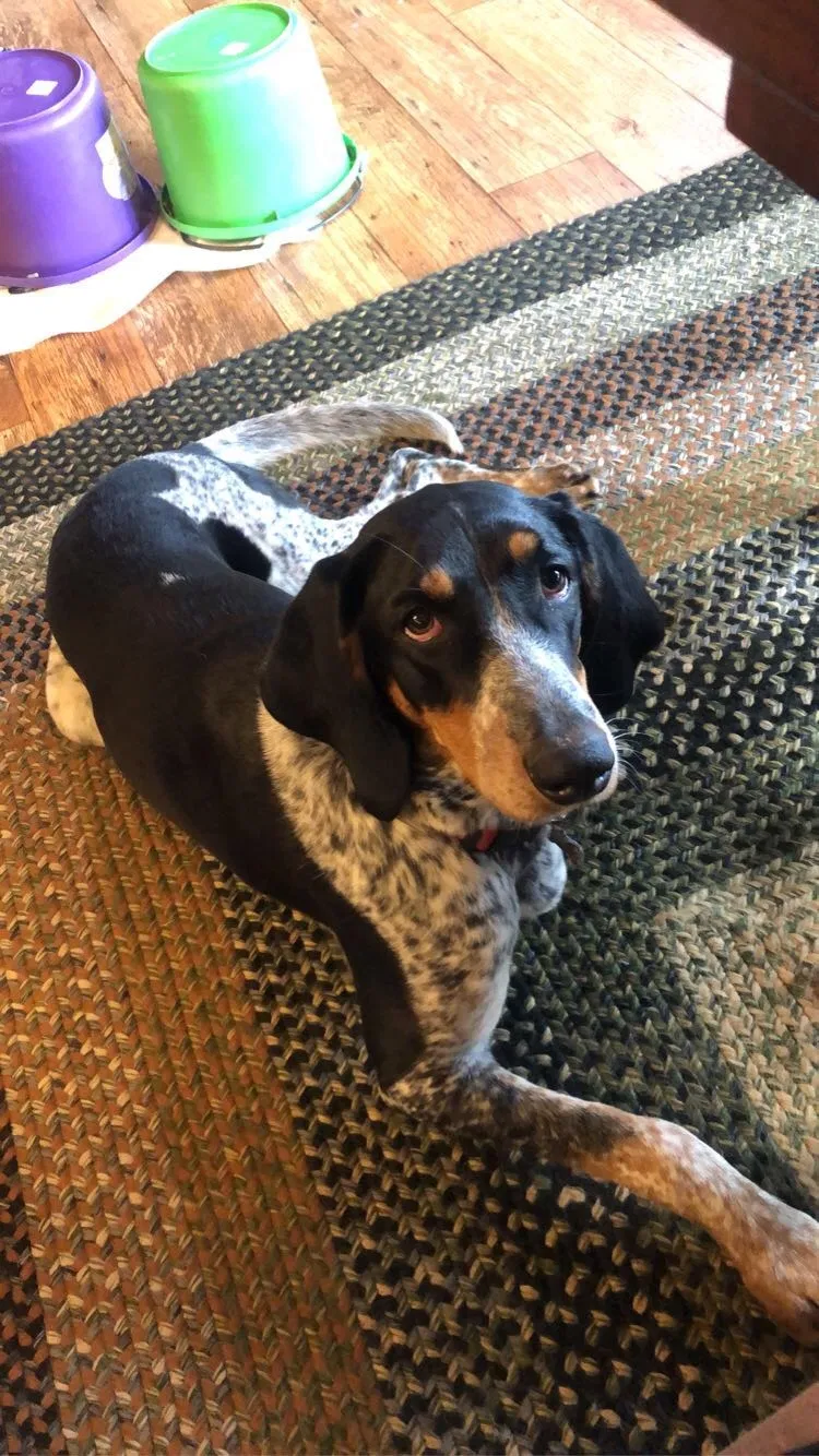 Lost dog in Bangor, WI, 54614