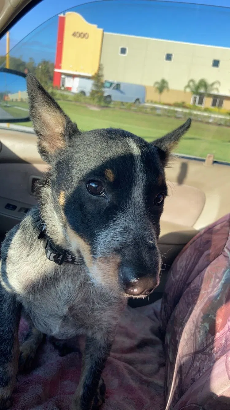 Lost dog in Lakeland, FL, 33805