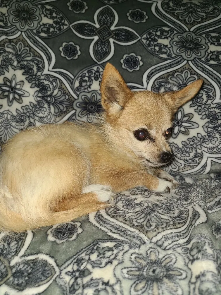 Lost dog in Tacoma, WA, 98409