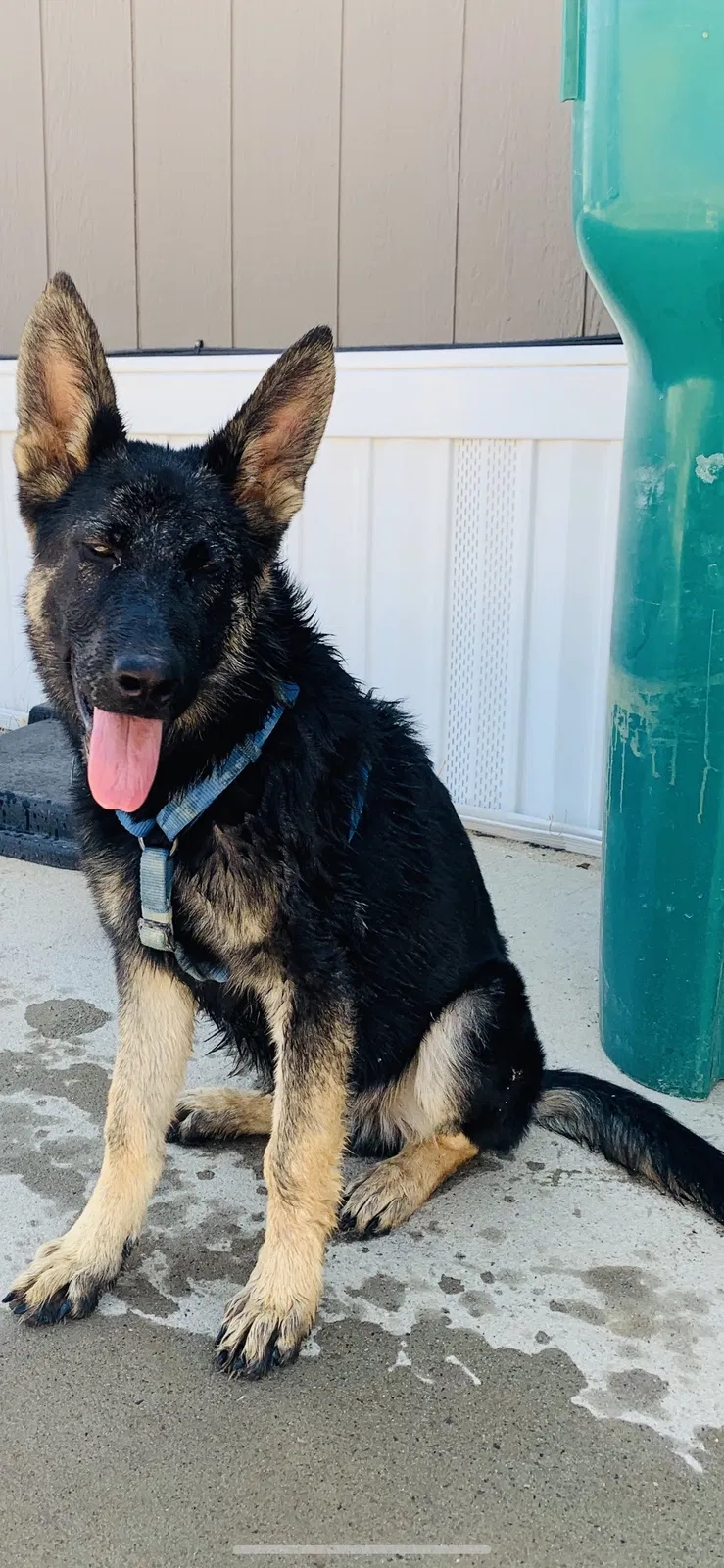 Lost dog in Farmington, NM, 87401