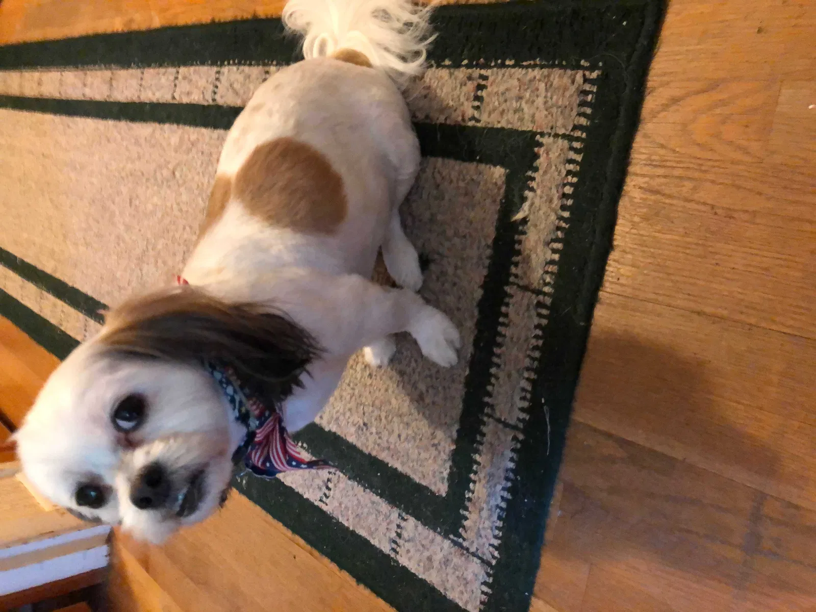 Lost dog in Huntsville, AL, 35810