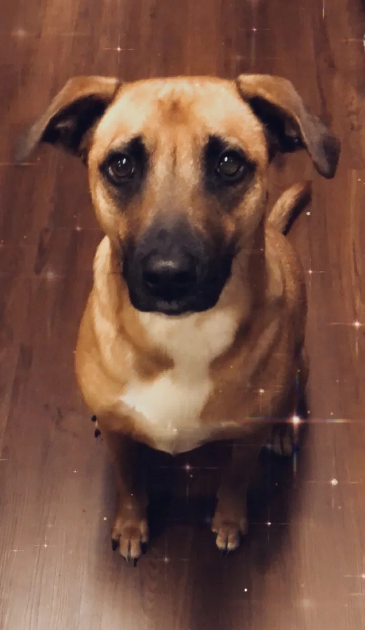 Lost dog in Orlando, FL, 32836