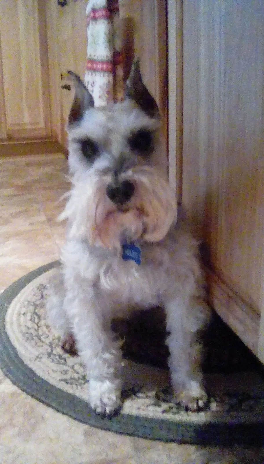 Lost dog in Cambridge Springs, PA, 16403