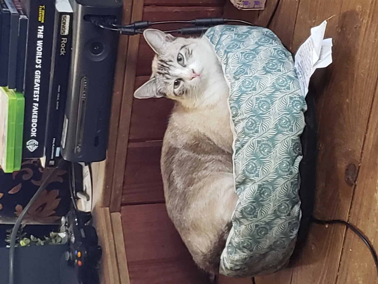 Lost cat in Bastrop, TX, 78602